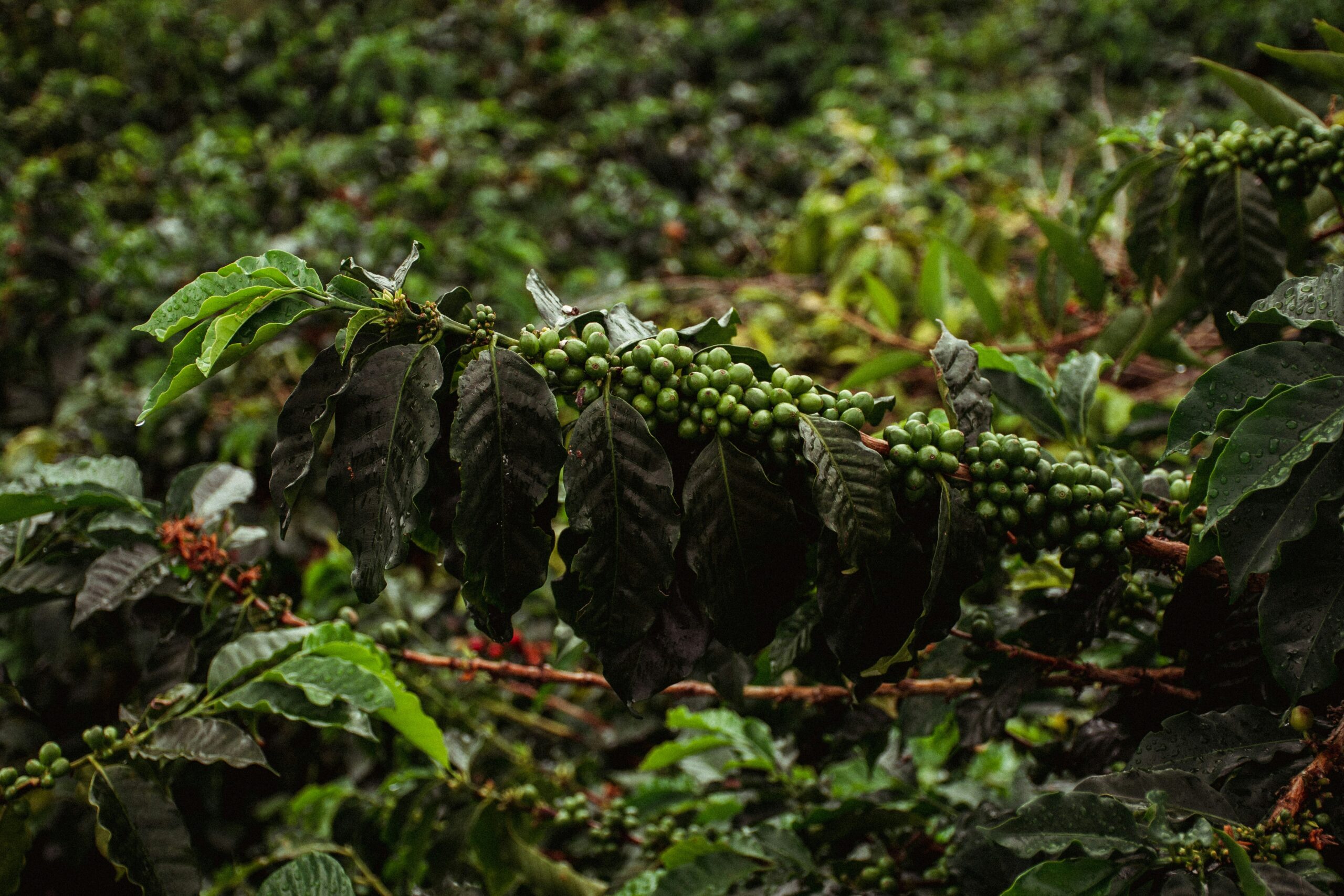 david-restrepo-p7xchIkJrJA-unsplash